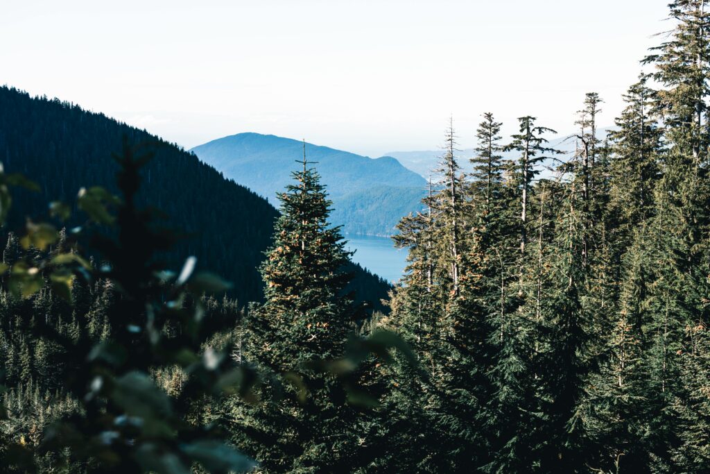 Coniferous Forest on Hill