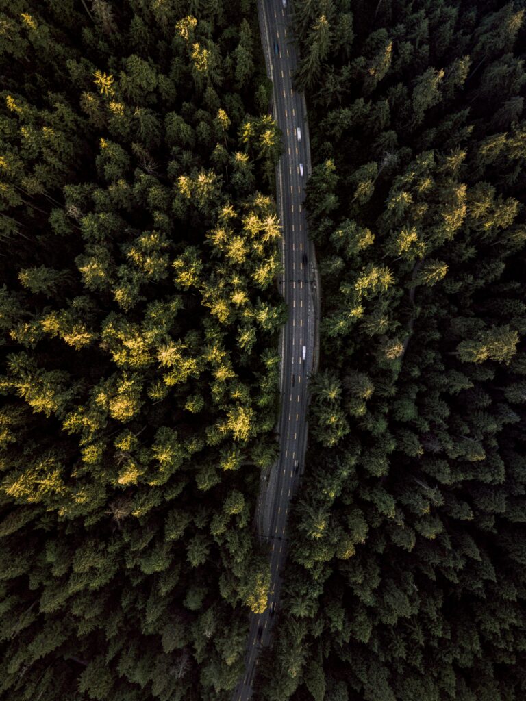 Aerial View of a Road between Trees